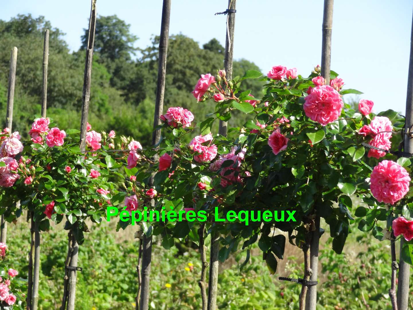ROSIER LES QUATRES SAISONS